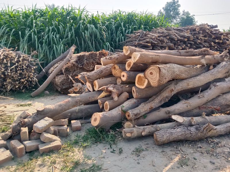 Wood selling point for coal on Layyah road
