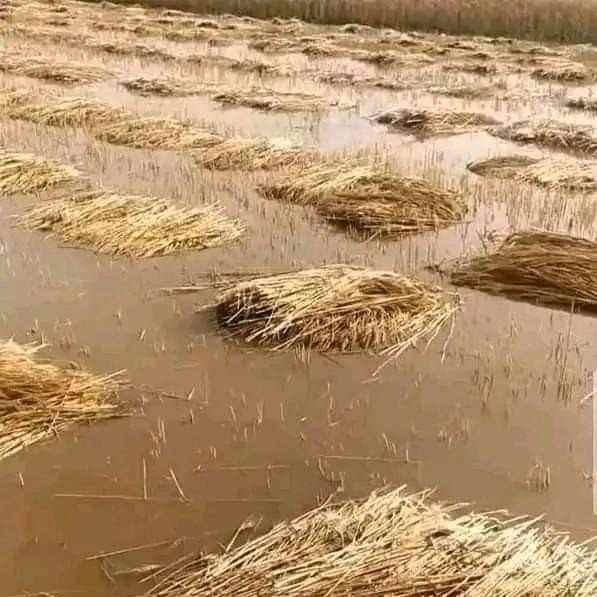 <p>حیدرآباد موسم بہار کی بارشوں میں گندم کی کٹائی کی ہوئی فصل بارش کے پانی میں ڈوبی ہوئی ہے <br></p>