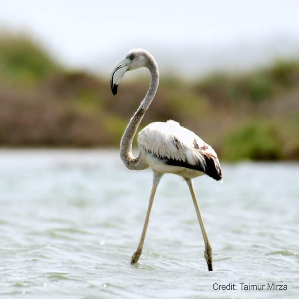 سمندر کا قدرتی ماحول خراب ہونے سے آبی پرندوں او جانوروں کی افزائش ختم ہو رہی ہے
