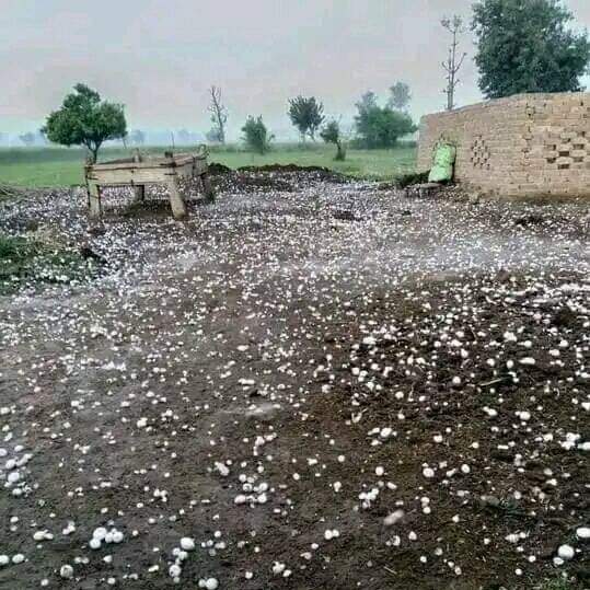 <p>مارچ کی بارش اور ژالہ باری نے گندم کی فصل کو نا قابل تلافی نقصان پہنچایا ہے<br></p>