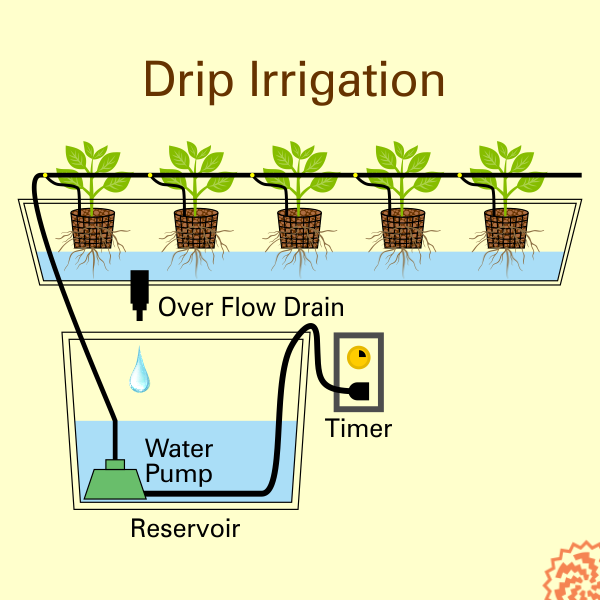 <p>ڈرپ ایرگیشن میں پائپ کے ذریعے پانی اور غذائی اجزا آہستہ آہستہ پودوں کی جڑوں میں پہنچتے ہیں<br></p>