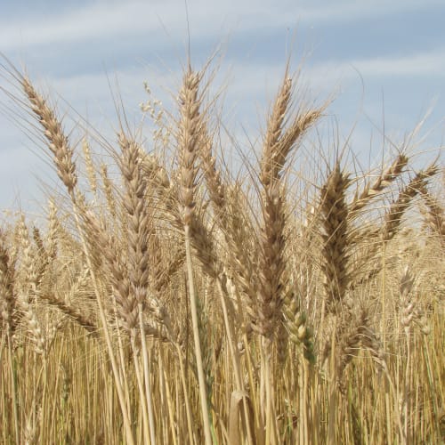 Provincial food departments and Pasco will jointly procure about 6.5 million tons wheat, while the rest will be procured by private sector.