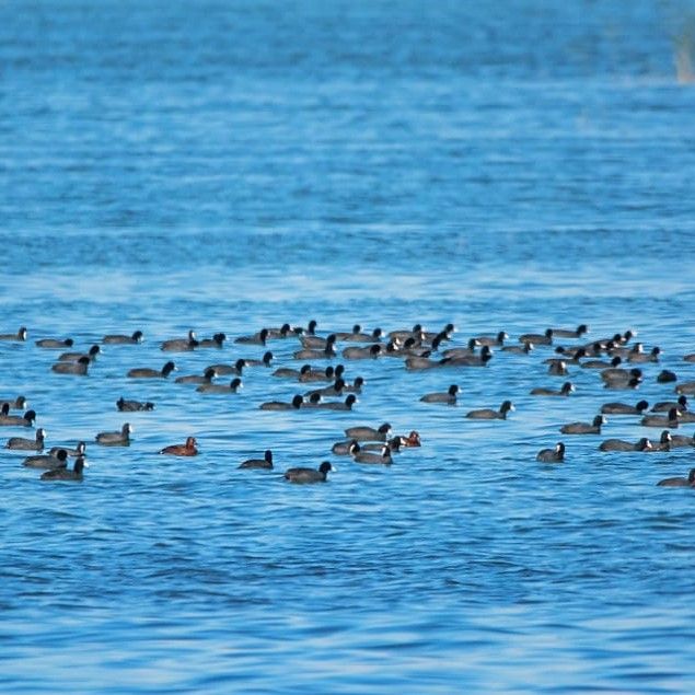<p>اس سال ہالیجی جھیل پر 16 ہزار پرندے آئے جبکہ پچھلے سال ان کی تعداد 45 ہزار تھی۔ فوٹو بشکریہ یاسر پیچوھو<br></p>