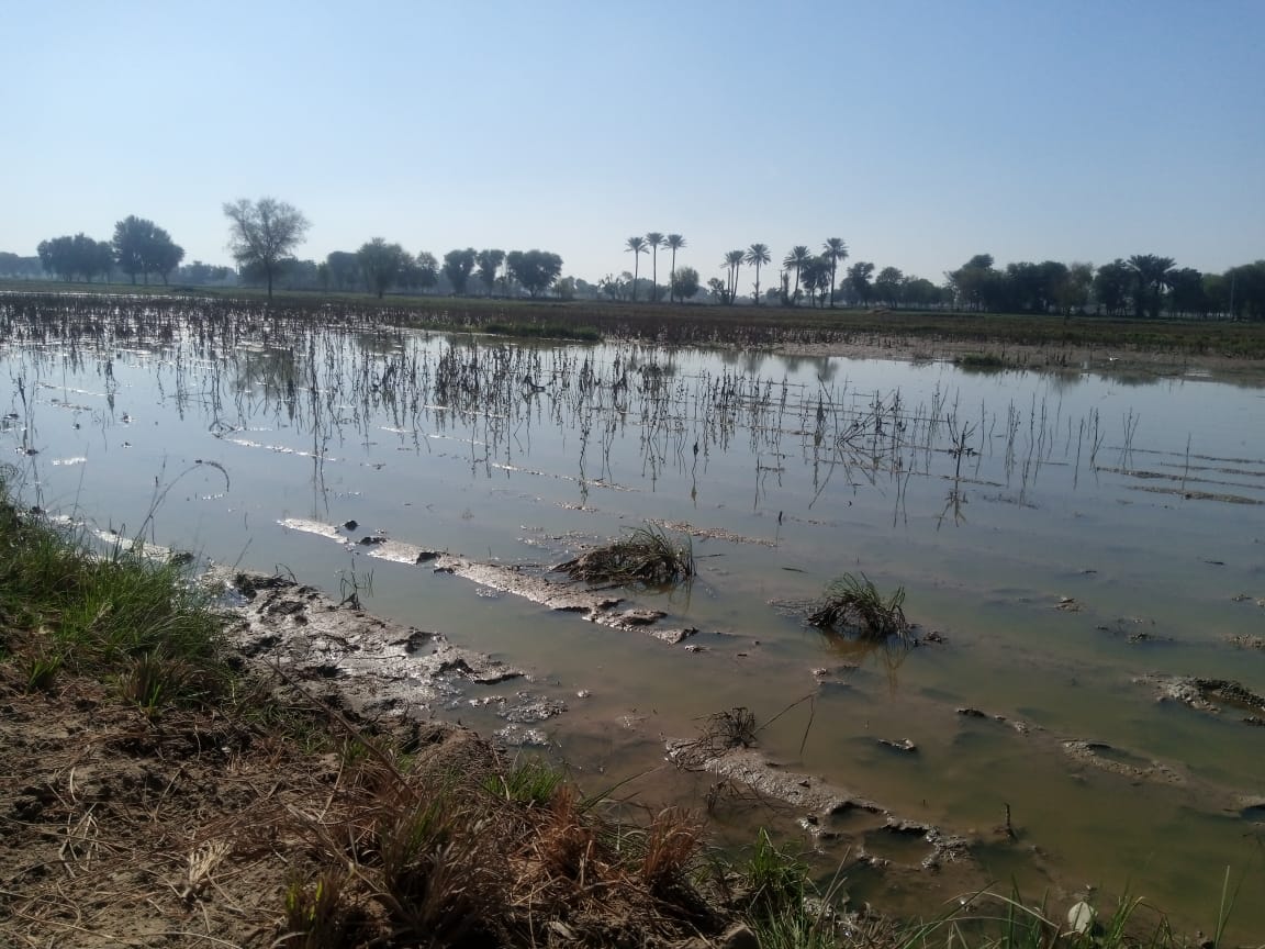 سیلابی پانی کھڑا ہونے کے باعث زرعی رقبہ قابل کاشت نہیں رہا