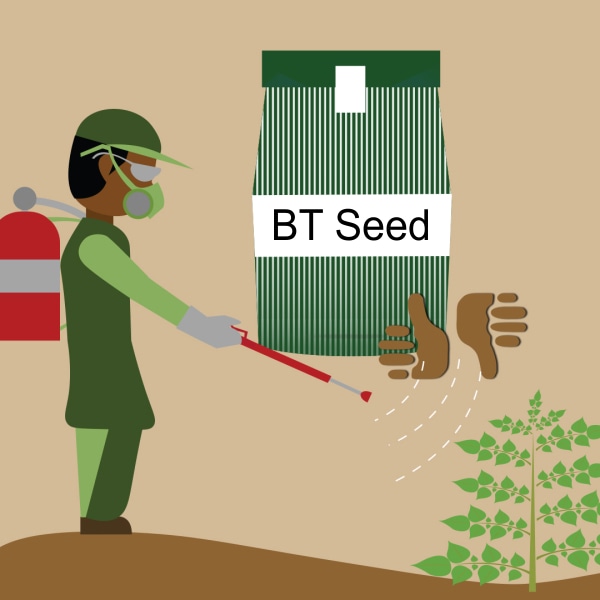 Genetically modified seeds: How has BT cotton ruined Pakistan's white gold