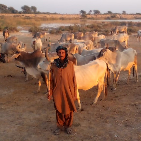<p>تھر میں آباد افراد کی زندگی مویشیوں کے گرد گھومتی ہے<br></p>