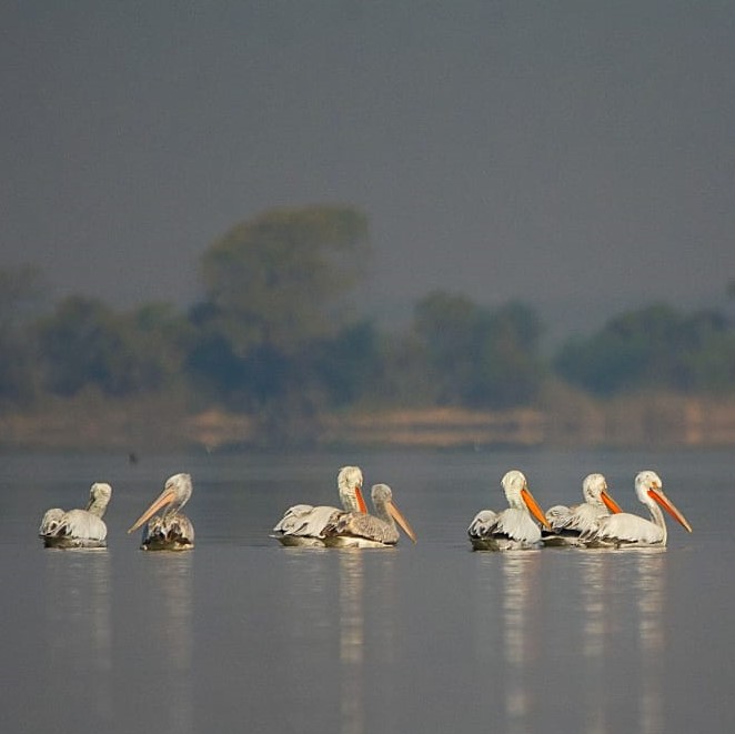 <p>یہ پرندے ہر سال سائیبریا اور وسطی ایشیا سے اڑان لے کر دسمبر سے جنوری کے مہینوں میں سندھ کی جھیلیوں میں بسیرا کرتے ہیں۔ فوٹو بشکریہ یاسر پیچوھو<br></p>